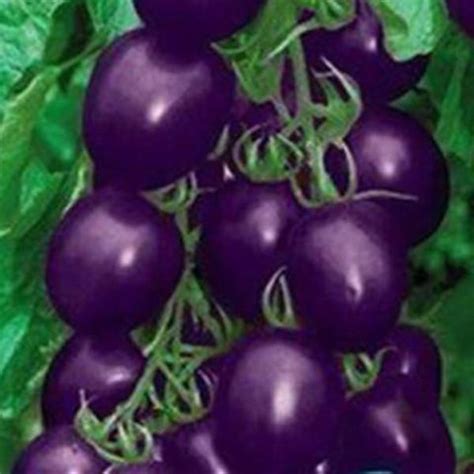 Tomato Seeds (100pcs/pack) — USA Garden Center