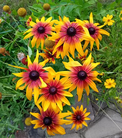 Rudbeckia hirta - Изображение особи - Плантариум