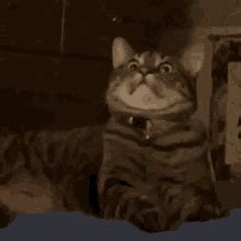 Funny Scared Cat Gifs