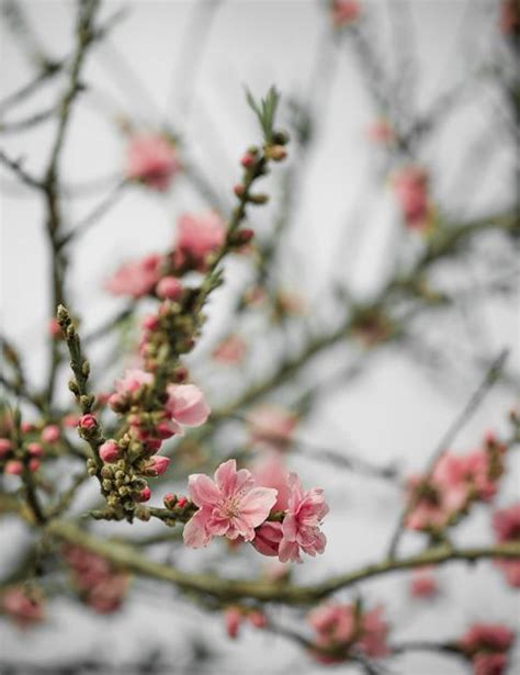 Pin Di Carly Chiriac Su Blossoms Fiori Bocciolo Inizio Della Primavera