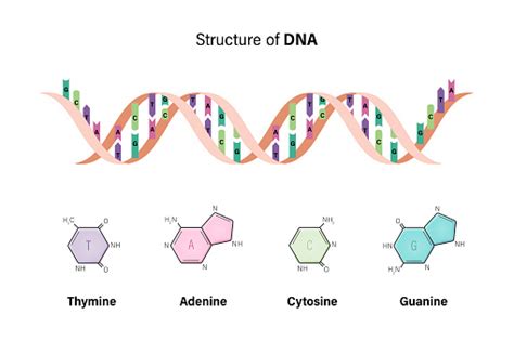 structure  dna deoxyribonucleic acids nitrogenous base  sugar