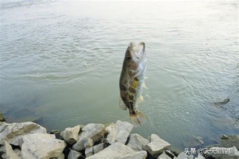 夏季手竿釣鱖魚的幾種方法，沒釣到過鱖魚，可以試試這幾招 每日頭條