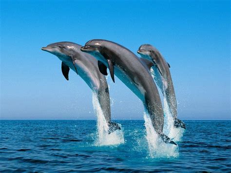 Free Dolphin Wallpapers For Desktop - Wallpaper Cave