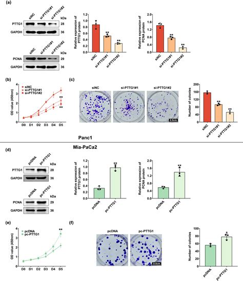 Pttg1 Induces Pancreatic Cancer Cell Proliferation And Promotes Aerobic