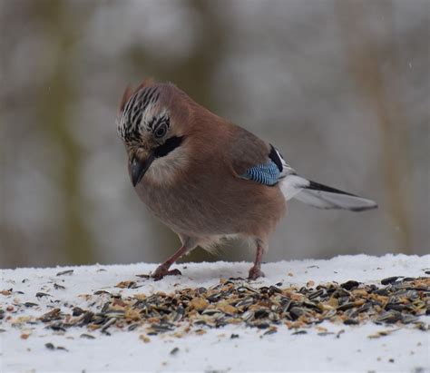 Eichelhäher Garrulus glandarius 1 Eichelhäher Garrulu Flickr