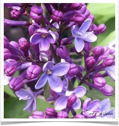 Common Lilac Tree, Flowers | Boulder Tree Care - Pruning & Tree Removal ...