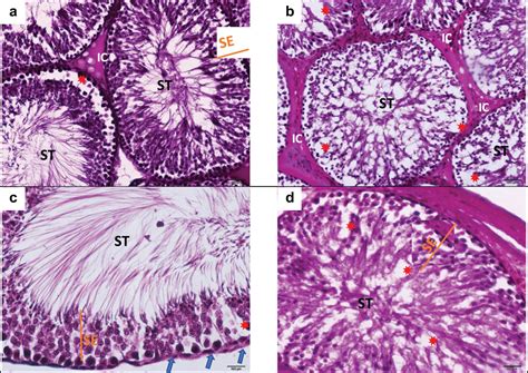 The Abrogative Effect Of Propolis On Acrylamide Induced Toxicity In