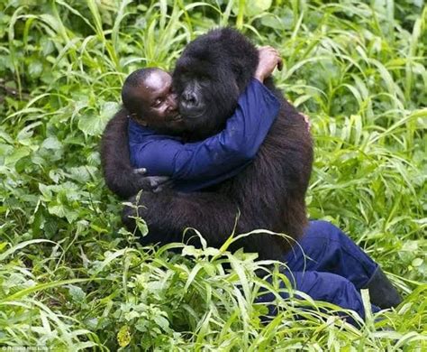 Relationship Between Gorillas And Humans Animals Beautiful Animals