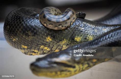 Baby Snakes Photos And Premium High Res Pictures Getty Images