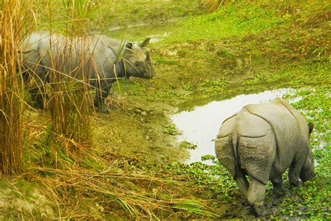 Kaziranga National Park Opens For Tourist From Th Oct Elephant