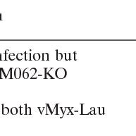 Human Cell Lines That Are Permissive For Parental Wild Type Myxv