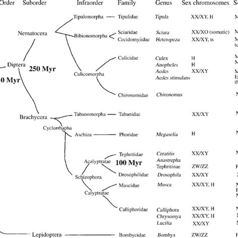 Phylogenetic Relationships Of Insect Species Showing Variability In