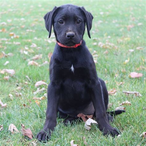 Brynn - Lab/Boxer Mix pupster for sale at Gap, Pennsylvania | VIP Puppies