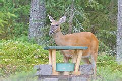 Category Odocoileus Virginianus In Finland Wikimedia Commons