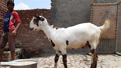 Bakra 2 Dant Khassi Bakra And Goats