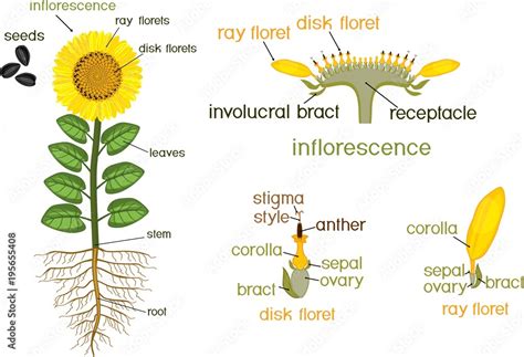 Parts Of Sunflower Plant Morphology Of Flowering Plant With Root