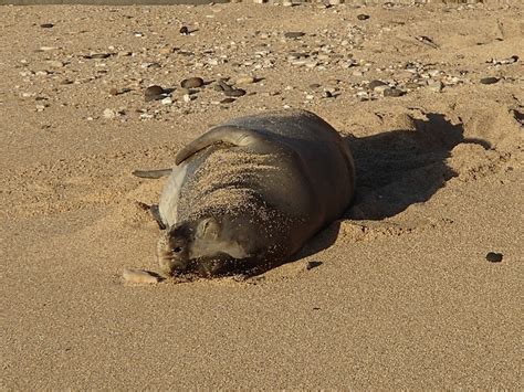 Division Of State Parks Hawaiian Monk Seals