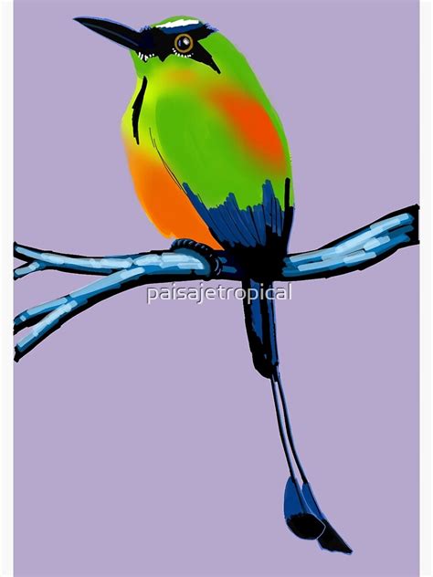 "The Torogoz bird" Poster by paisajetropical | Redbubble