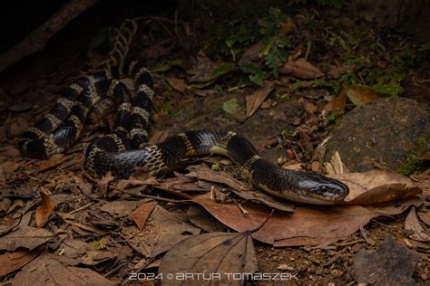 Many Banded Krait In April 2024 By Artur Tomaszek INaturalist