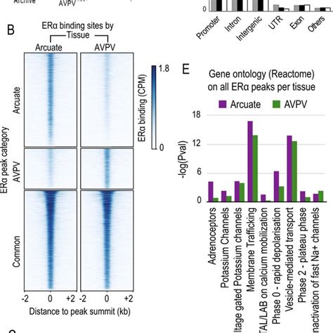 Er Binds To Different Genomic Loci In The Arcuate And Avpv Nuclei A