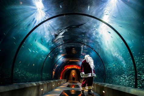 Sea of Lights at the Oregon Coast Aquarium kicks off on Nov. 30 and Dec ...