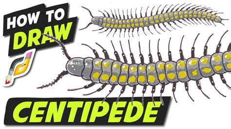 How To Draw Centipede Simple Fun Easy Step By Step Insects Youtube