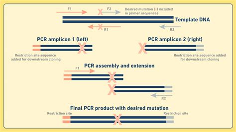 Pcr Diagram