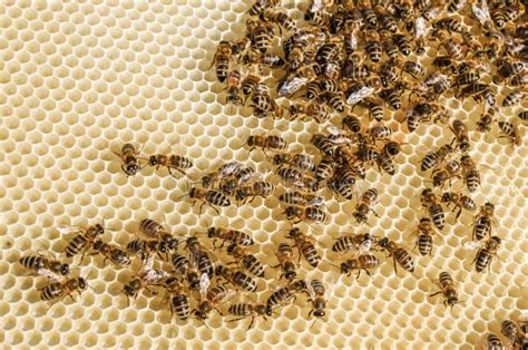 Bee swarm stock photo. Image of beekeeping, swarm, view - 56069382