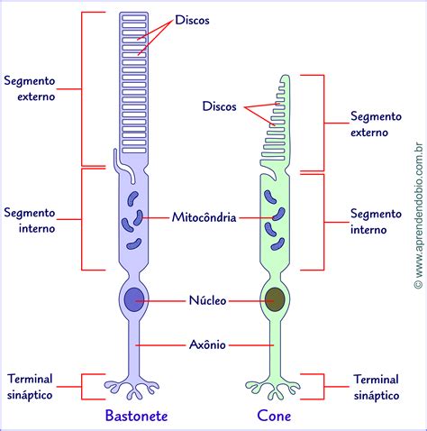 M Sculos Aprendendo Biologia