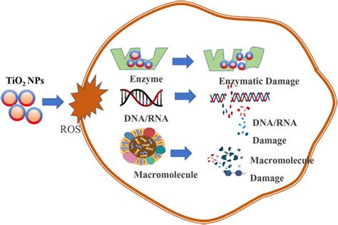 Schematic Sketch Of The Tio2 Np Effect On The Bacterial Cells