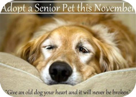 Adopt a Senior Dog! • Old Dog Haven