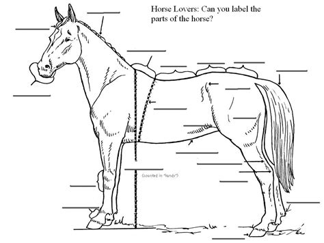 Blank Horse Diagram