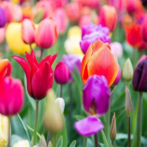 5 Bulbs Special Rainbow Mix Tulip Rich Colors 11 Cm Lovely Blooms