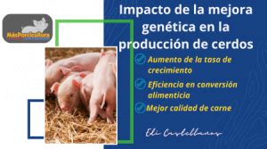 Mejora Gen Tica Y Su Impacto En La Producci N De Las Granjas Porcinas