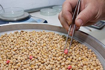 Oleaginosas China aprueba importación de soya transgénica