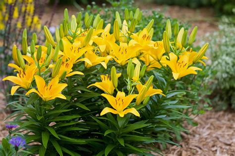 10 Types of Lilies To Grow in Your Garden | Family Handyman