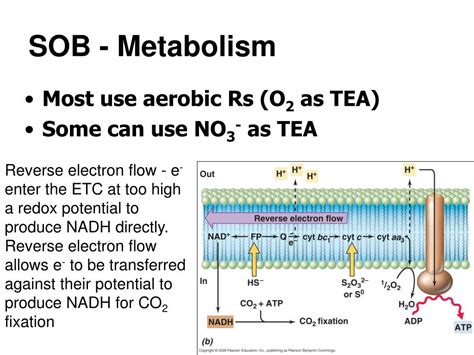 Ppt Case Study Sulfur And Iron Oxidizing Bacteria Powerpoint