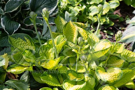 Sklep Hosta Bea - Funkia - Hosta 'Rainforest Sunrise'