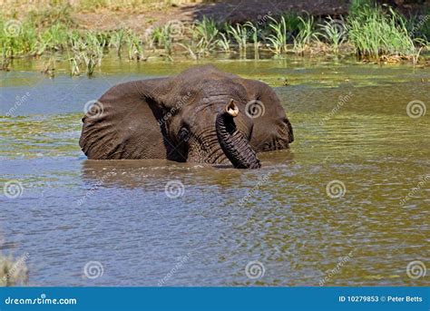 Elephant Swim stock image. Image of africa, trunk, large - 10279853