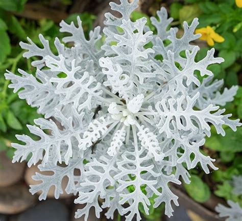 Dusty Miller Calloway S Nursery