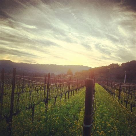 A Beautiful Winter Sunset Just As The Mustard Flowers Are Beginning To