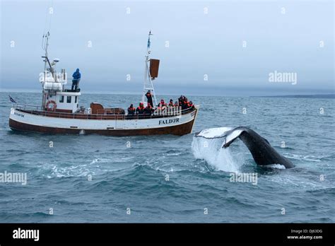 Whale, watching, boat tour,coastline Husavik, Iceland Stock Photo - Alamy