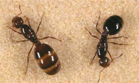 Red Imported Fire Ant Solenopsis Invicta