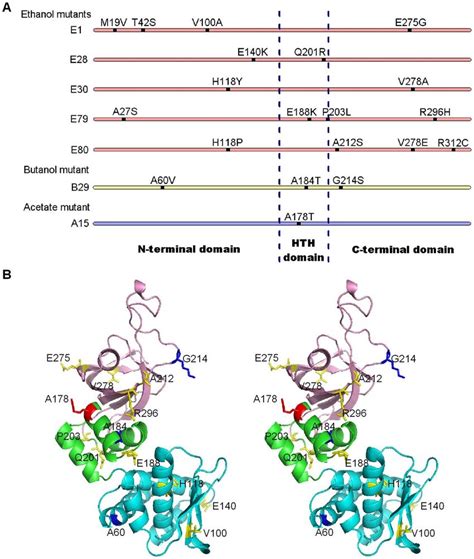 Summary And Location Of Mutation Sites A Summary Of Mutation Sites In