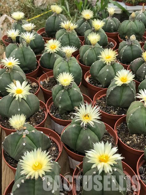 Lot Seeds Astrophytum Myriostigma Var Quadricostatum F Nudum