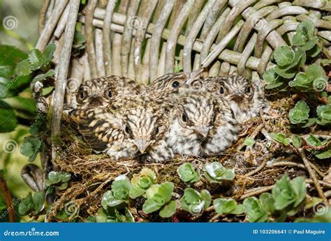 Spotted Flycatcher Baby Birds In Nest Stock Image Image Of Closeups