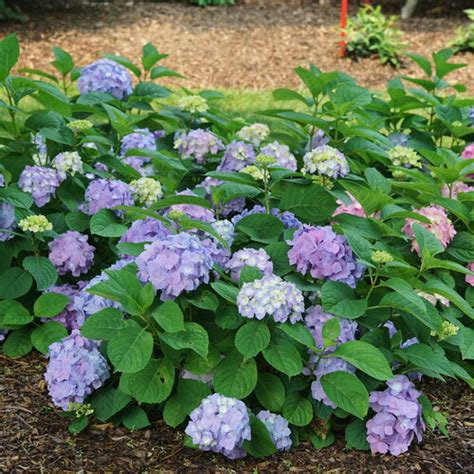 Let S Dance Sky View Reblooming Hydrangea Hydrangea Macrophylla