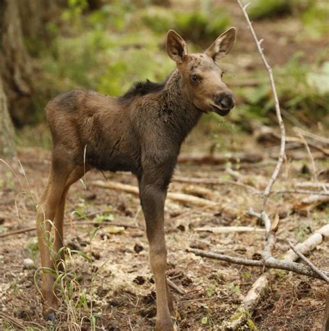 I found some cute baby moose pictures - supernatural