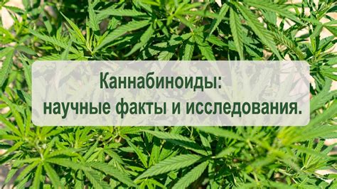 Каннабиноиды - научные факты и исследования. - YouTube