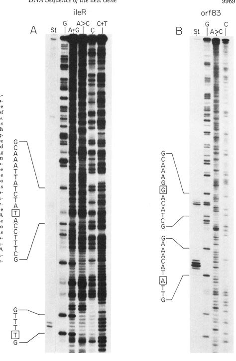 Figure 3 From Structural Analysis Of The IZeR Locus Of Escherichia Coli